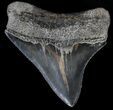 Serrated, Posterior Megalodon Tooth - Georgia #37110-1